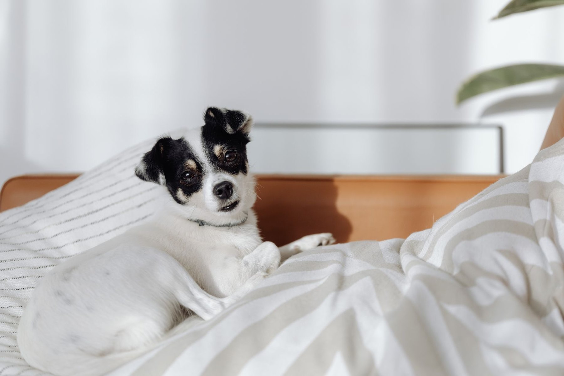 A black-and-white dog lying on a bed with striped bedding in natural light.